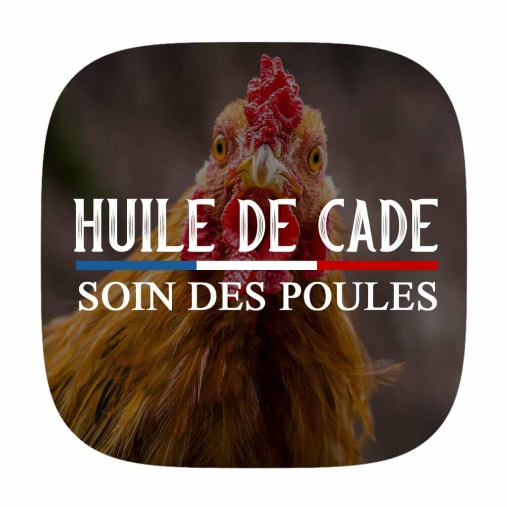 IMAGE HUILE DE CADE SOIN DES POULES HUILE DE CADE SOIN DES POULES