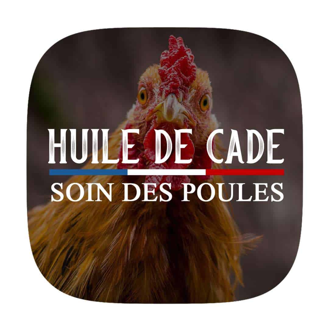 HUILE DE CADE SOIN DES POULES